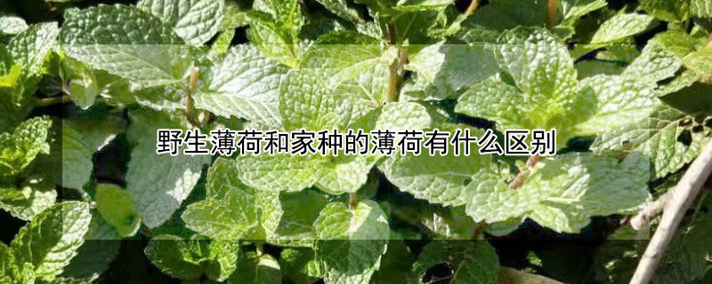 野生薄荷和家種的薄荷有什么區(qū)別