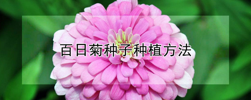 百日菊種子種植方法