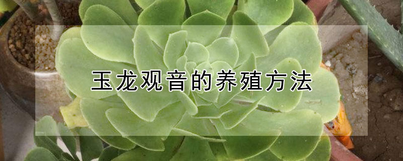 玉龍觀音的養(yǎng)殖方法