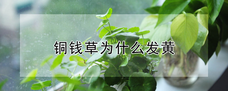 銅錢草為什么發黃