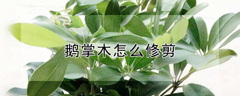 鵝掌木怎么修剪