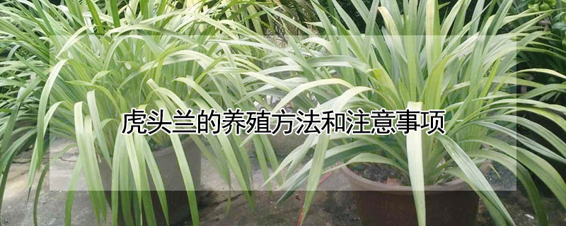 虎頭蘭的養殖方法和注意事項