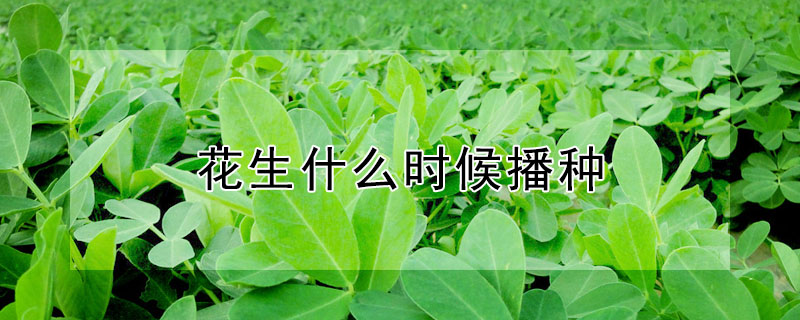 花生什么時(shí)候播種