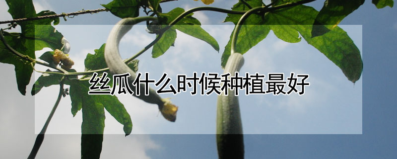 絲瓜什么時候種植最好