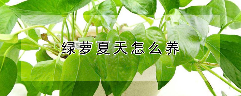 綠蘿夏天怎么養(yǎng)