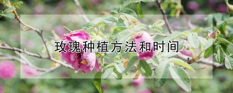 玫瑰種植方法和時間