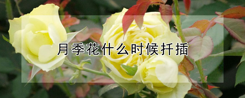 月季花什么時(shí)候扦插