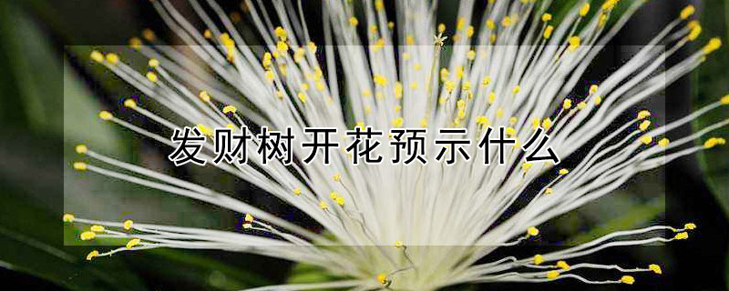 發(fā)財(cái)樹(shù)開(kāi)花預(yù)示什么