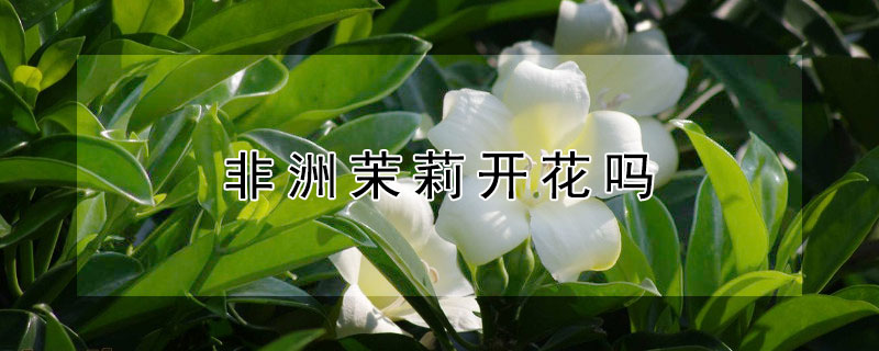 非洲茉莉開花嗎