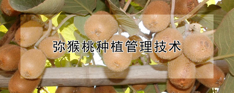 彌猴桃種植管理技術