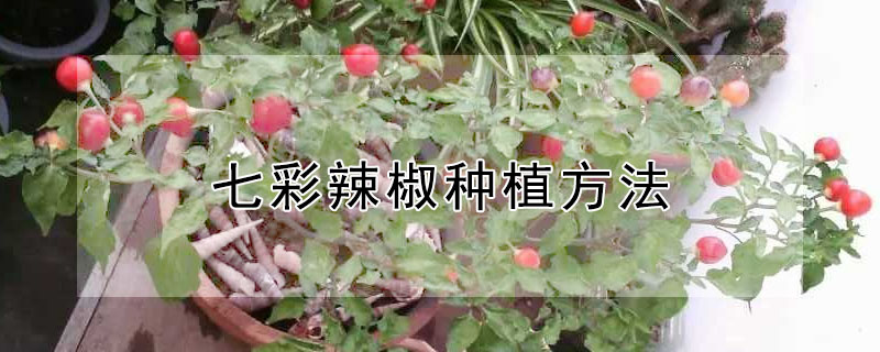 七彩辣椒種植方法