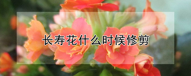 長壽花什么時候修剪