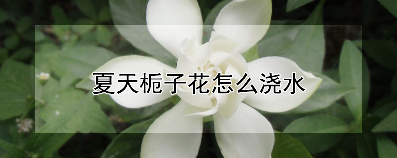 夏天梔子花怎么澆水