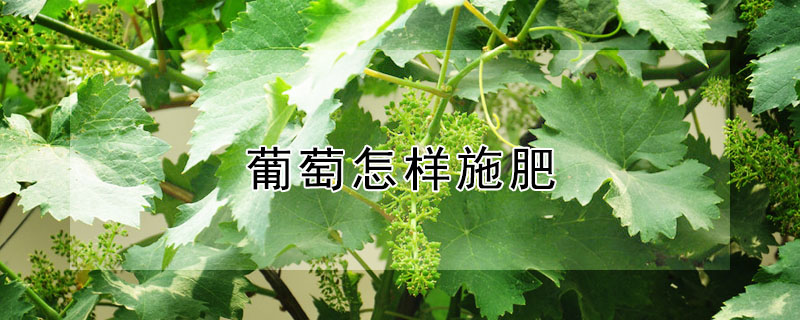 葡萄怎樣施肥