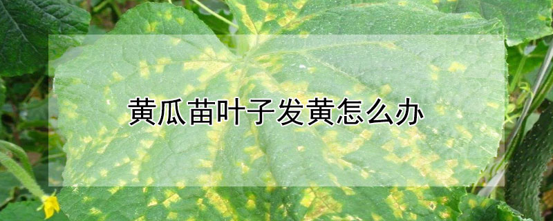 黃瓜苗葉子發黃怎么辦