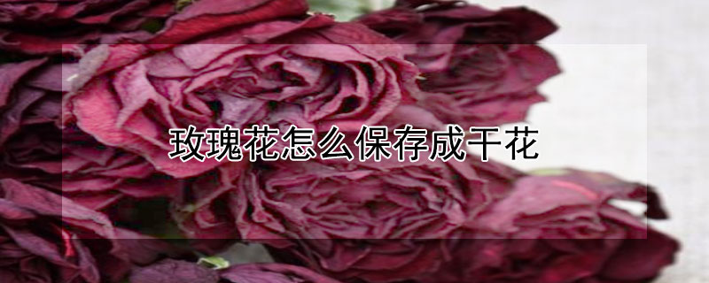 玫瑰花怎么保存成干花