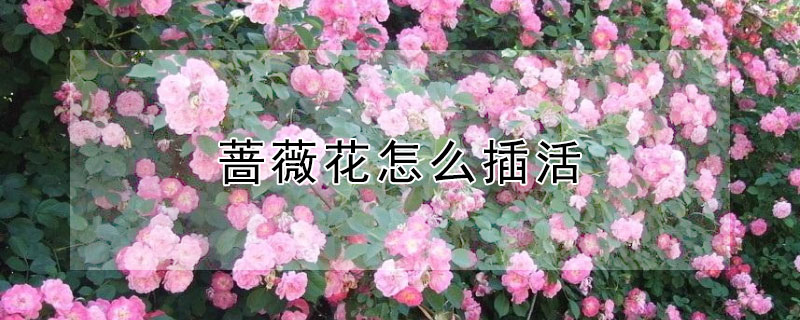 薔薇花怎么插活