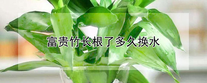 富貴竹長(zhǎng)根了多久換水