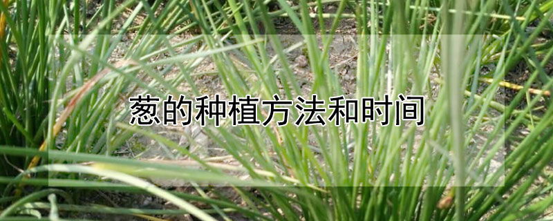 蔥的種植方法和時間