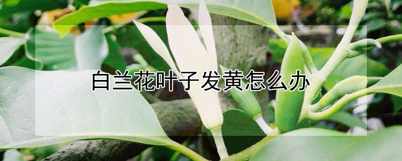 白蘭花葉子發黃怎么辦