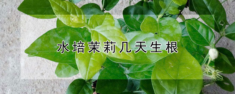 水培茉莉幾天生根