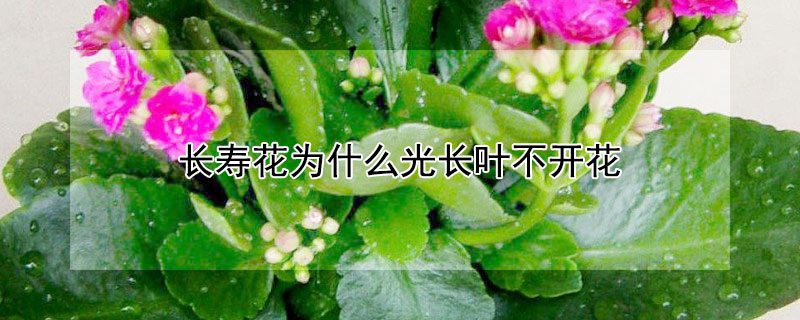 長壽花為什么光長葉不開花