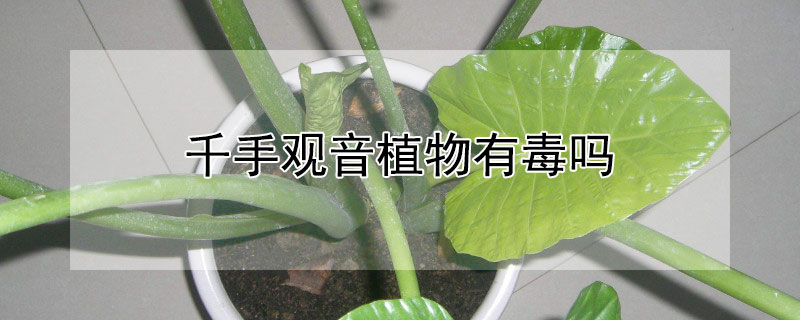 千手觀音植物有毒嗎