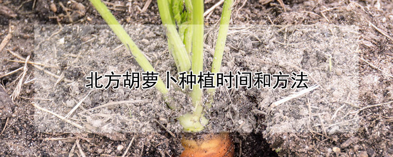 北方胡蘿卜種植時(shí)間和方法