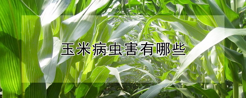 玉米病蟲害有哪些