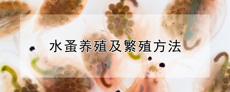 水蚤養(yǎng)殖及繁殖方法