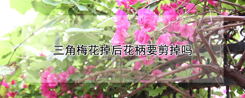 三角梅花掉后花柄要剪掉嗎