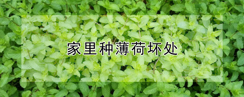 家里種薄荷壞處