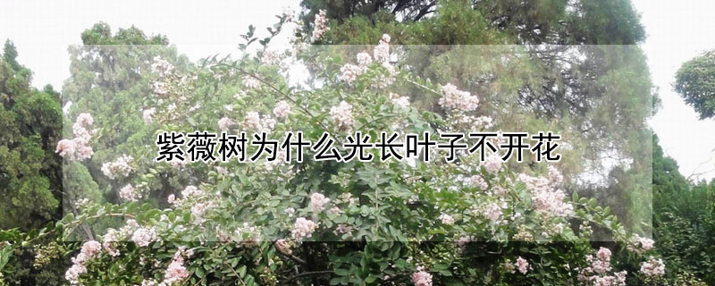 紫薇樹為什么光長葉子不開花