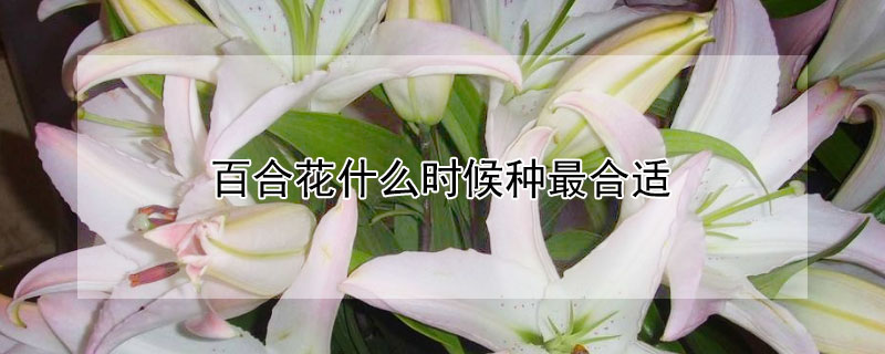 百合花什么時候種最合適