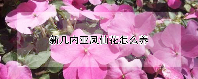 新幾內亞鳳仙花怎么養