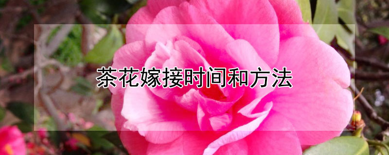 茶花嫁接時間和方法