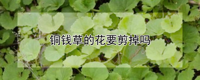 銅錢草的花要剪掉嗎