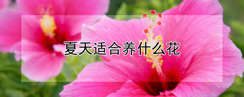 夏天適合養(yǎng)什么花