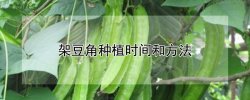 架豆角種植時(shí)間和方法