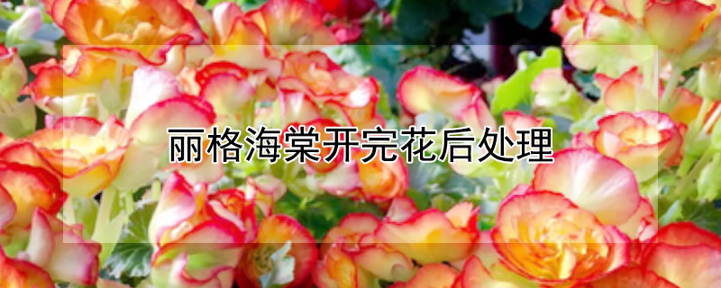 麗格海棠開完花后處理