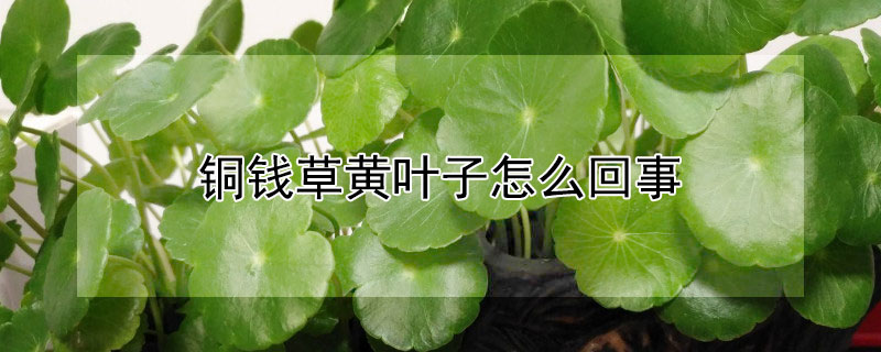 銅錢草黃葉子怎么回事