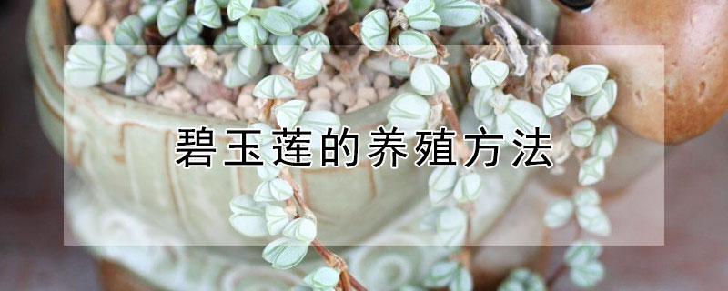 碧玉蓮的養(yǎng)殖方法