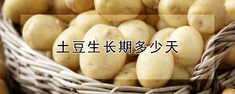 土豆生長(zhǎng)期多少天