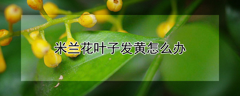 米蘭花葉子發黃怎么辦