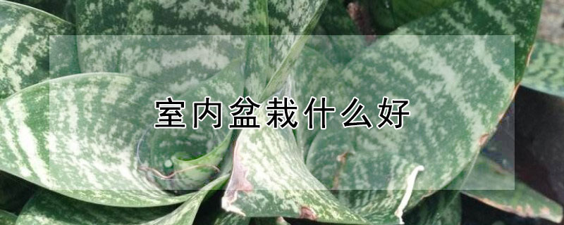 室內(nèi)盆栽什么好