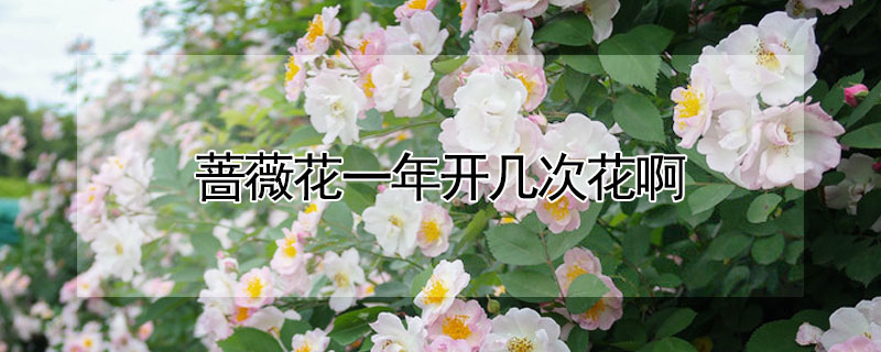 薔薇花一年開(kāi)幾次花啊