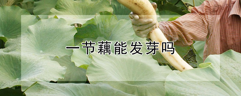 一節藕能發芽嗎