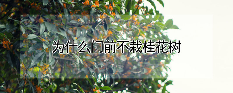 為什么門前不栽桂花樹(shù)