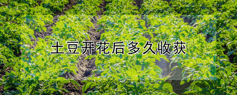 土豆開花后多久收獲