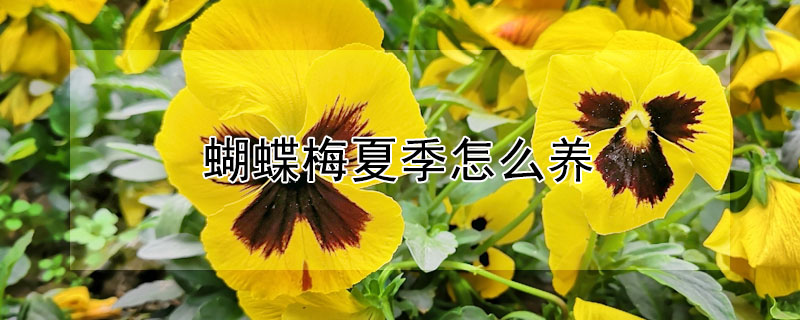 蝴蝶梅夏季怎么養(yǎng)